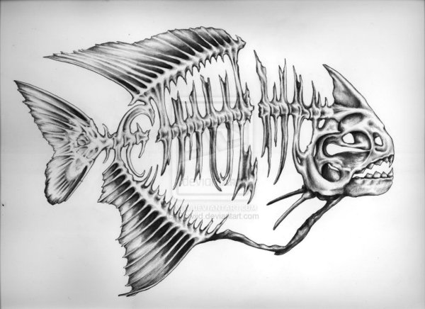 Скелет рыбы барракуды