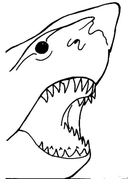 Акула карандашом для срисовки