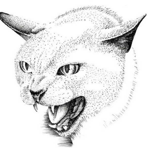 Набросок кошачьей морды