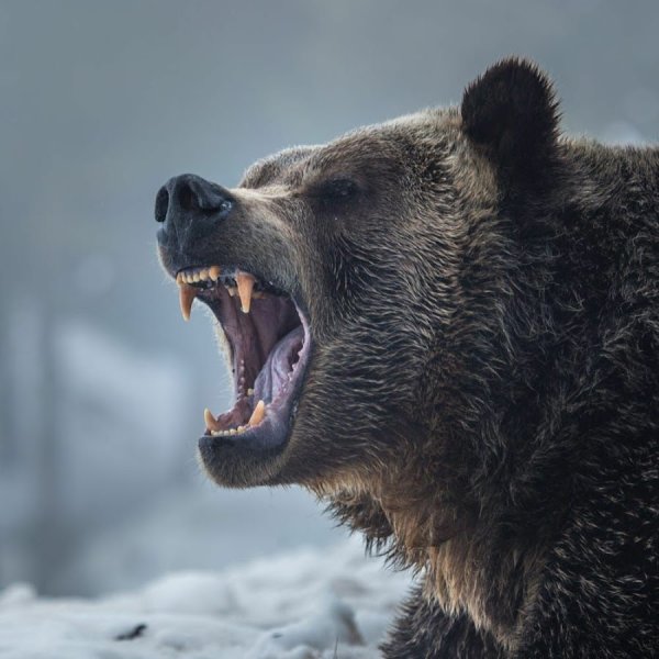 Скелет в шляпе