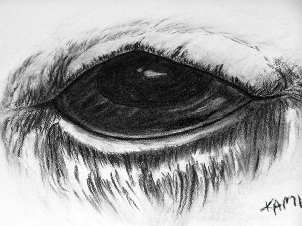 Глаз лошади карандашом