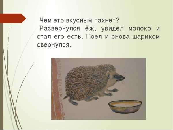 Чарушин рассказ про ежа