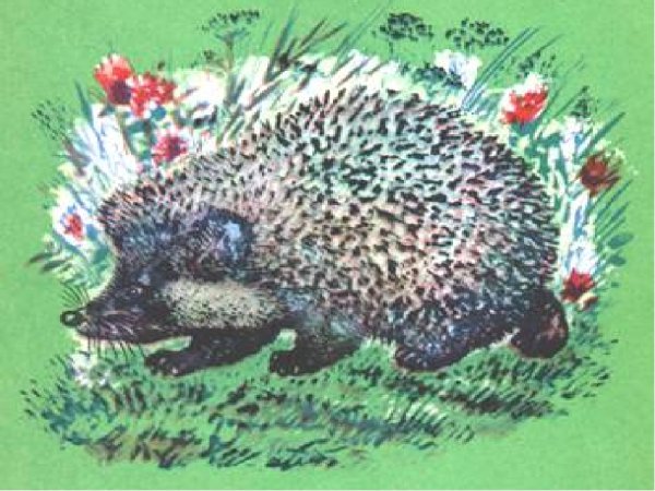 Евгений Чарушин еж