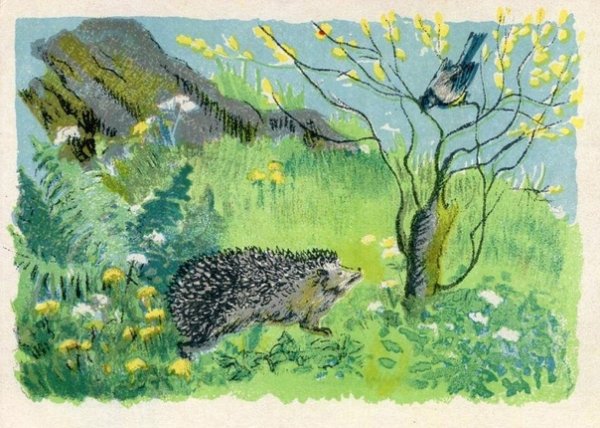 Е.Чарушин ёж