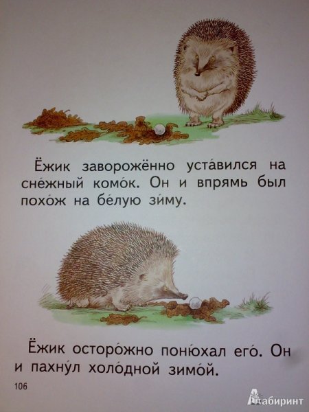 Рассказ про ежика