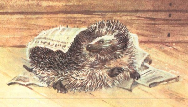 Михаил пришвин рассказ еж