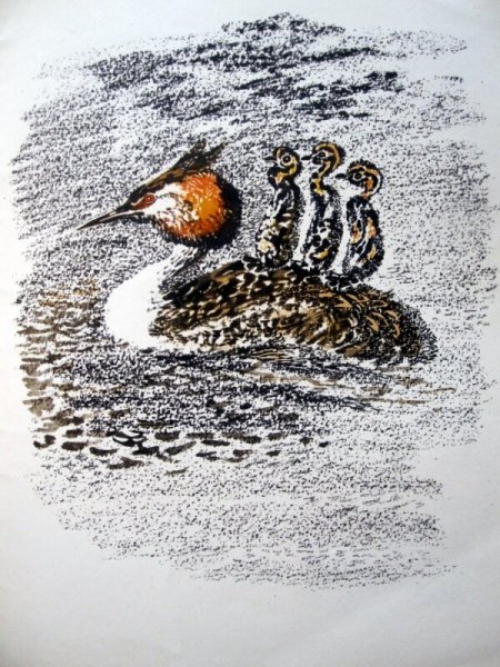 Чарушин иллюстрации Пришвина