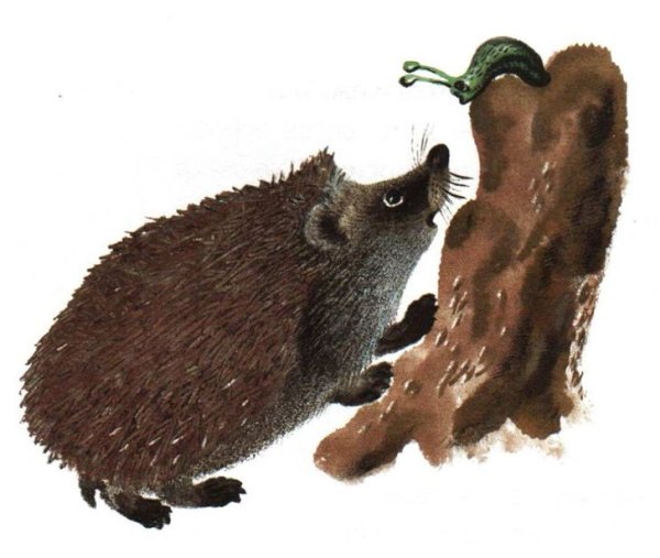 Чарушин бежал Ежик по дорожке