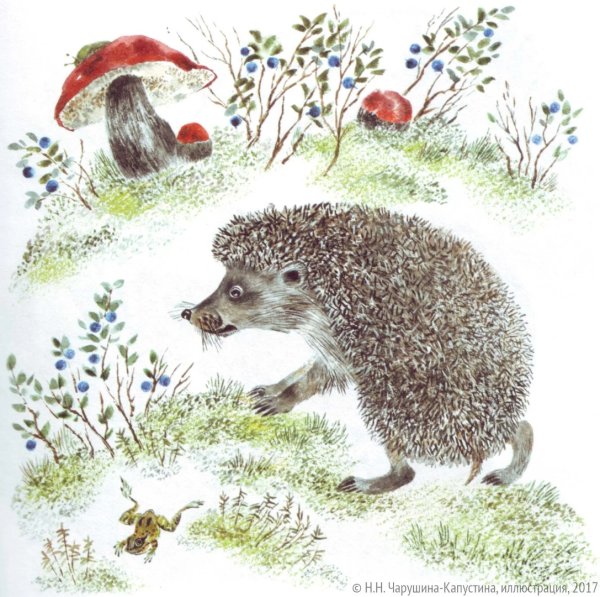 Е.Чарушин ёж