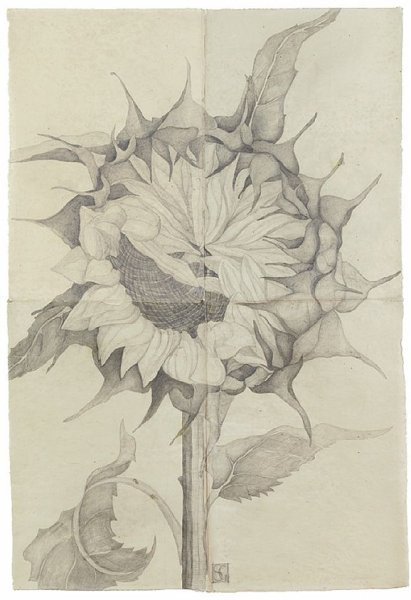 Цветок хищник Венерина мухоловка рисунок