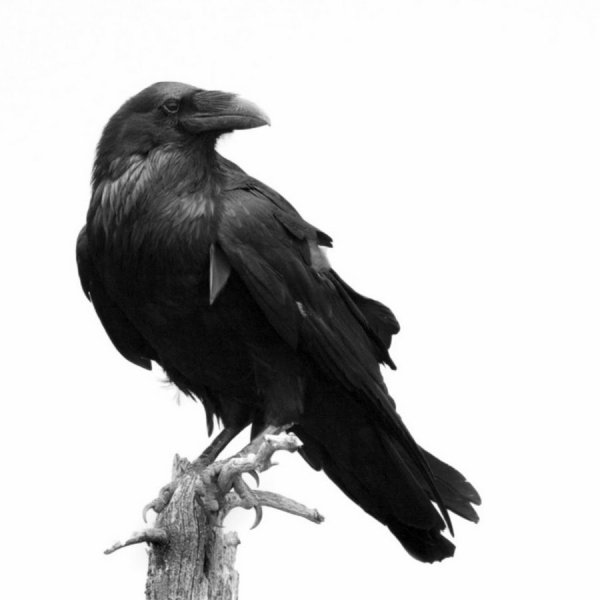 Ворон Вальхалла