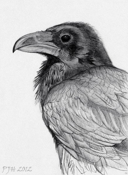 Ворон для срисовки