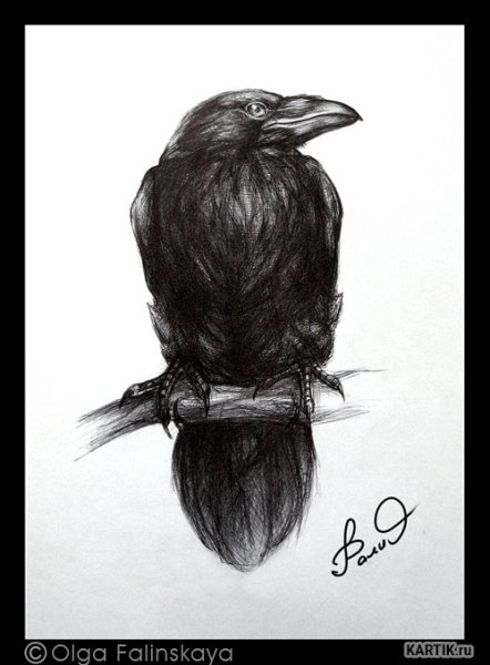 Голова ворона карандашом