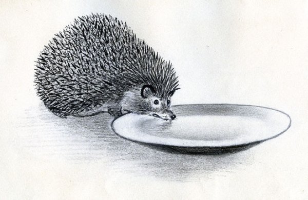 Рассказ ёж пришвин