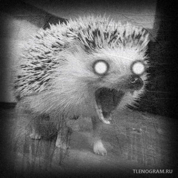 Безумный еж