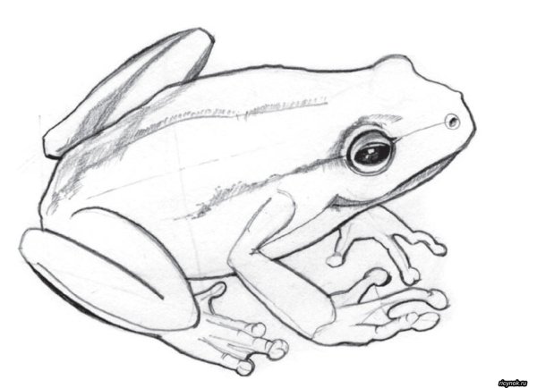 Лягушка для срисовки карандашом