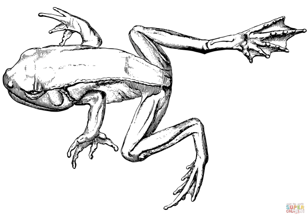 Летающая лягушка раскраска