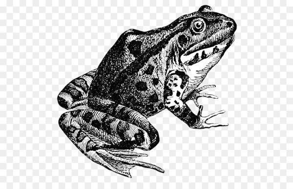 Лягушка Графика