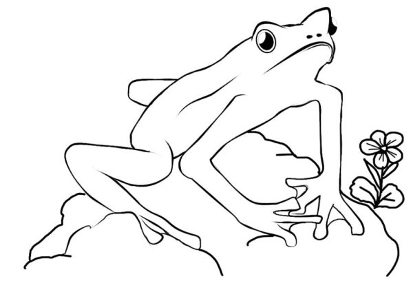 Лягушка Голиаф раскраска