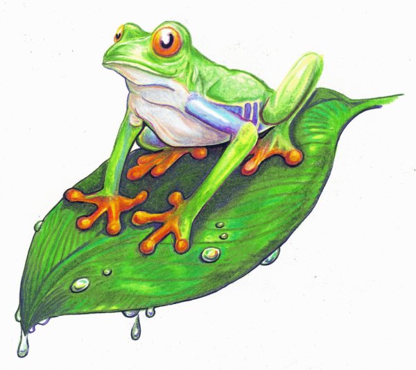 Маленькие лягушки