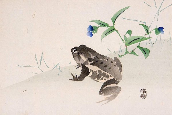 Жаба китайская гравюра