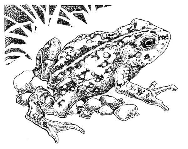 Краснобрюхая жерлянка раскраска