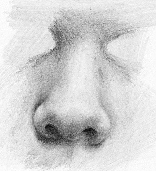 Нос карандашный набросок