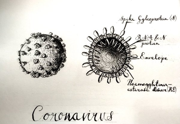 Набросок коронавируса