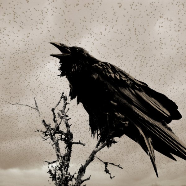 Ворон кричит