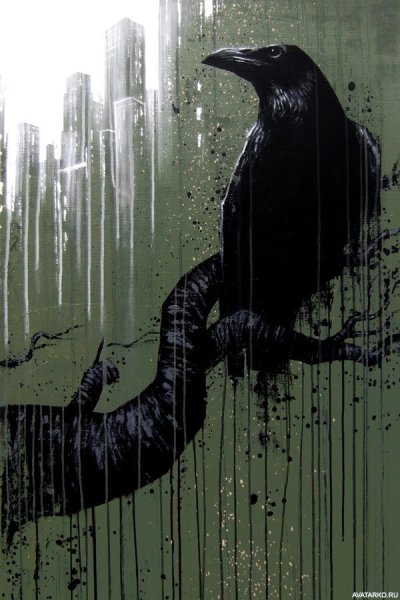 Ворон под дождем