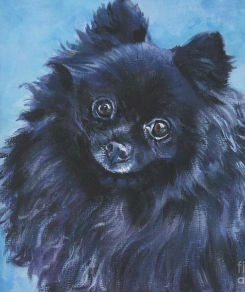 Черный шпиц арт