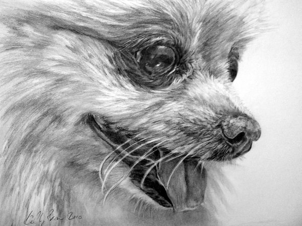 Рисование шпица карандашом