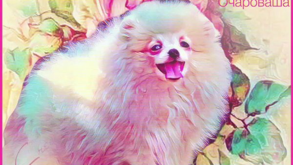 Шпиц твоих кошмаров