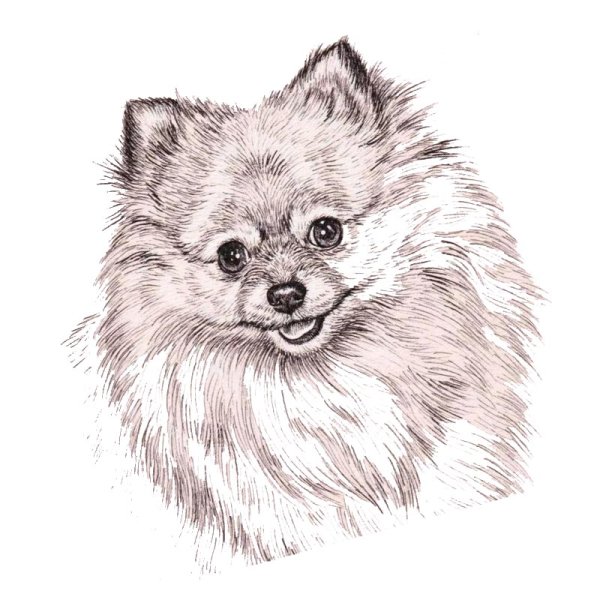 Померанский шпиц