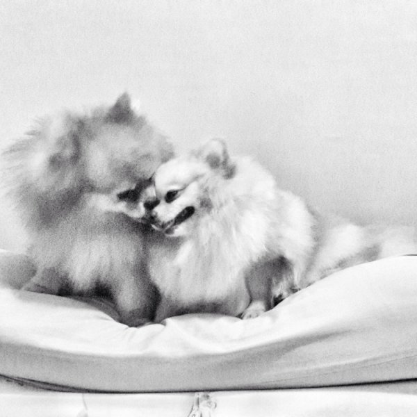 Померанский шпиц