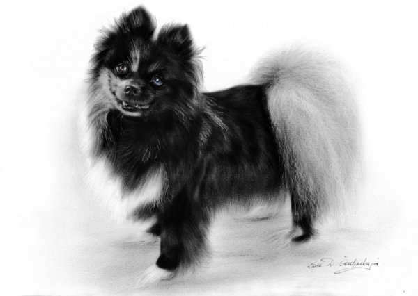 Немецкий шпиц черный белый