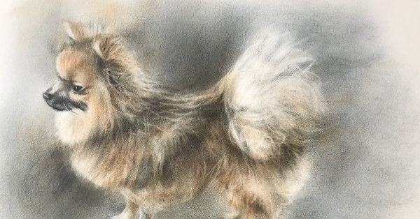 Шпиц Ильюшенкова Лондон