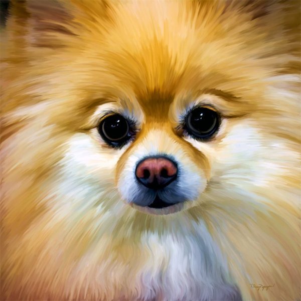 Померанский шпиц арт