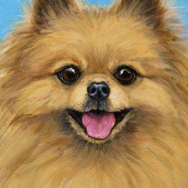 Померанский шпиц портрет