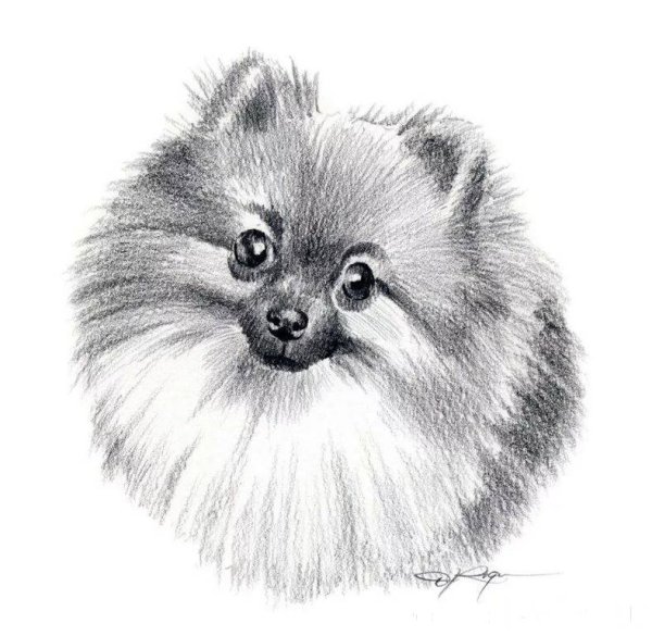 Контур померанского шпица