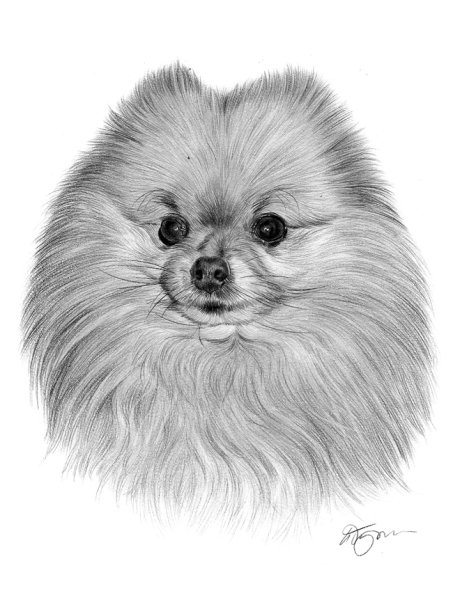 Померанский шпиц