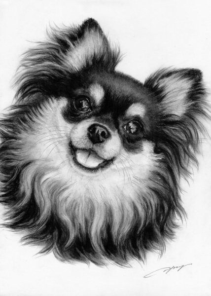 Шпиц портрет карандашом