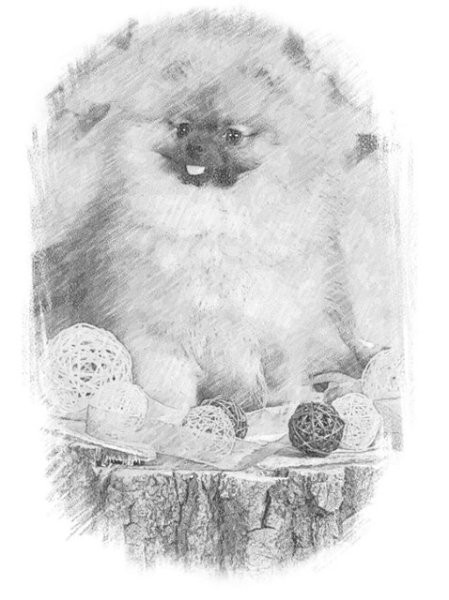 Шпиц померанский Art