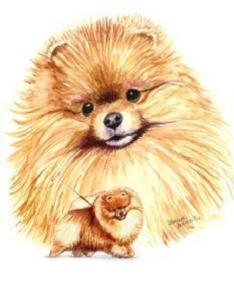 Померанский шпиц