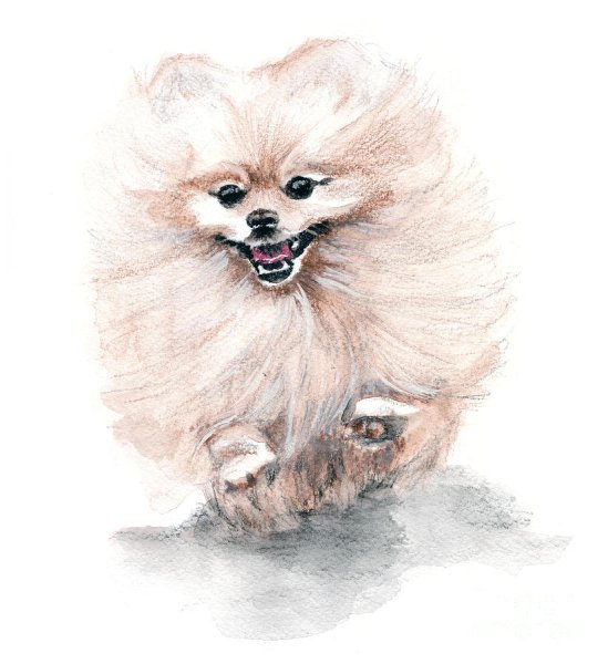 Алмазная живопись шпиц