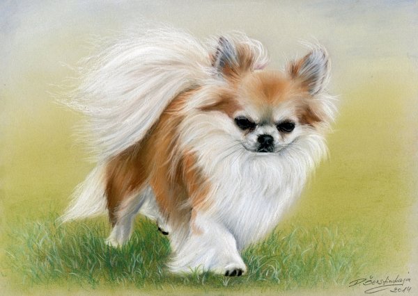 Контур померанского шпица