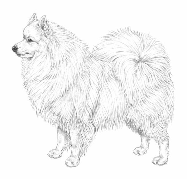 Немецкий шпиц арт