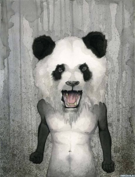 Панда в ярости