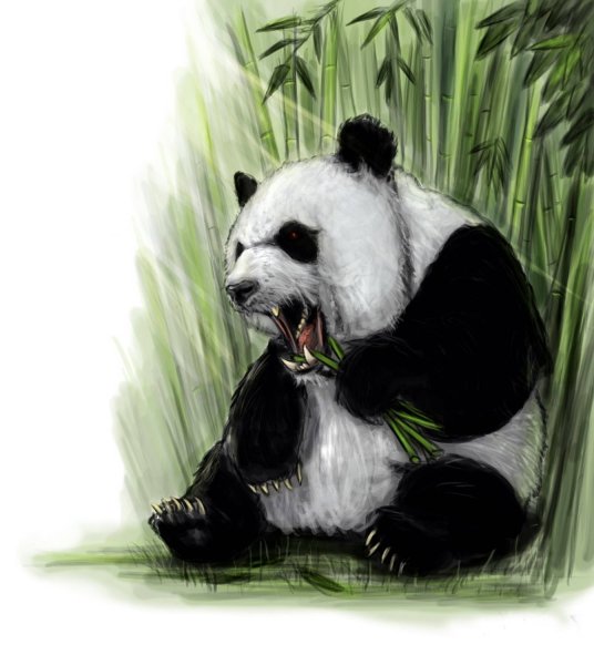 Панда Графика