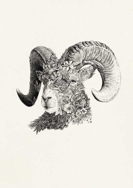 Голова овна